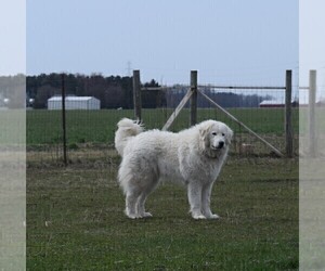 Mother of the Maremma Sheepdog puppies born on 01/05/2022