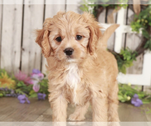 Cavapoo Puppy for sale in MOUNT VERNON, OH, USA