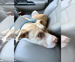 Small #10 Great Dane Mix