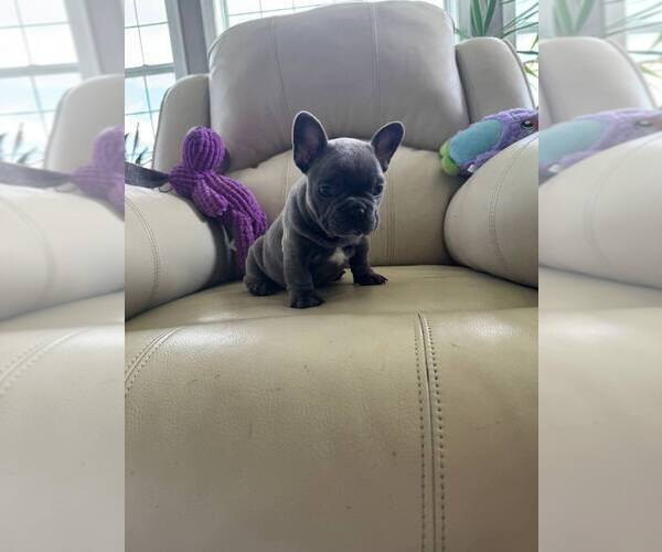 Medium Photo #8 French Bulldog Puppy For Sale in TREVOSE, PA, USA