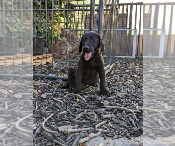 View Ad Labrador Retriever Litter of Puppies for Sale near California, SACRAMENTO, USA. ADN442953