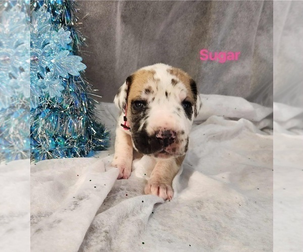 Medium Photo #6 Great Dane Puppy For Sale in BEL AIR, MD, USA