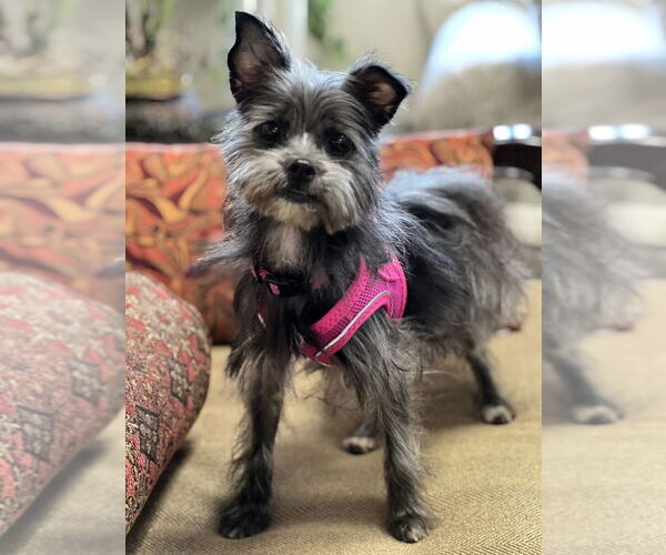 Medium Photo #10 Mutt Puppy For Sale in Mundelein, IL, USA