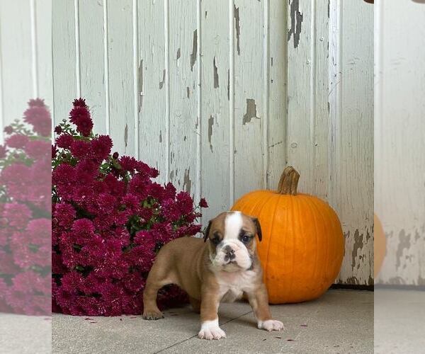 Medium Photo #3 English Bulldog Puppy For Sale in NAPPANEE, IN, USA