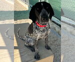 Small #2 Coonhound Mix