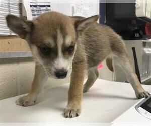 Siberian Husky-Unknown Mix Dogs for adoption in Conroe, TX, USA