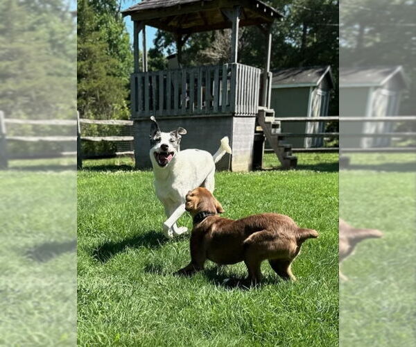Medium Photo #10 American Staffordshire Terrier-Great Pyrenees Mix Puppy For Sale in Winston Salem, NC, USA