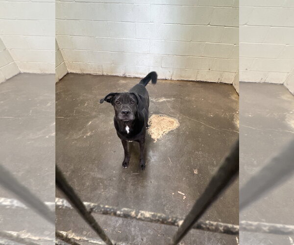Medium Photo #3 Mutt Puppy For Sale in Jackson, MS, USA