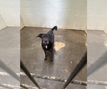 Small #2 Mutt