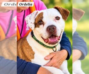 *ORDELIA - Female Boxer-Unknown Mix Dog for Adoption - Photo #3