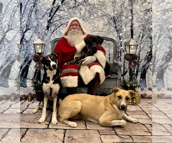 Medium Photo #4 Anatolian Shepherd-Unknown Mix Puppy For Sale in Rockaway, NJ, USA