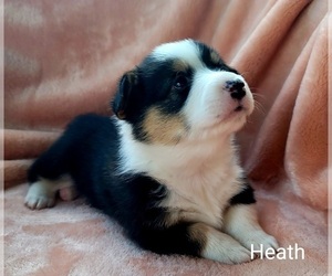 Pembroke Welsh Corgi Litter for sale in PRINCETON, KY, USA