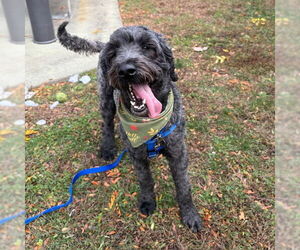 Poodle (Standard)-Wheaten Terrier Mix Dogs for adoption in Boston, MA, USA
