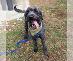 Small Poodle (Standard)-Wheaten Terrier Mix