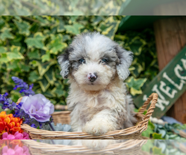 Medium Photo #13 Poodle (Miniature) Puppy For Sale in SHILOH, OH, USA