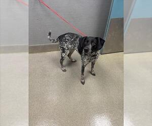 Pointer-Unknown Mix Dogs for adoption in Las Vegas, NV, USA
