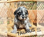 Image preview for Ad Listing. Nickname: Taurus