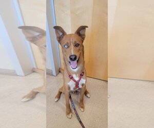 Retriever -Siberian Husky Mix Dogs for adoption in Fallbrook, CA, USA