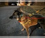 Small Photo #11 German Shepherd Dog-Unknown Mix Puppy For Sale in Atlanta, GA, USA
