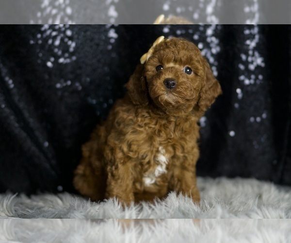 Medium Photo #5 Goldendoodle (Miniature) Puppy For Sale in WARSAW, IN, USA