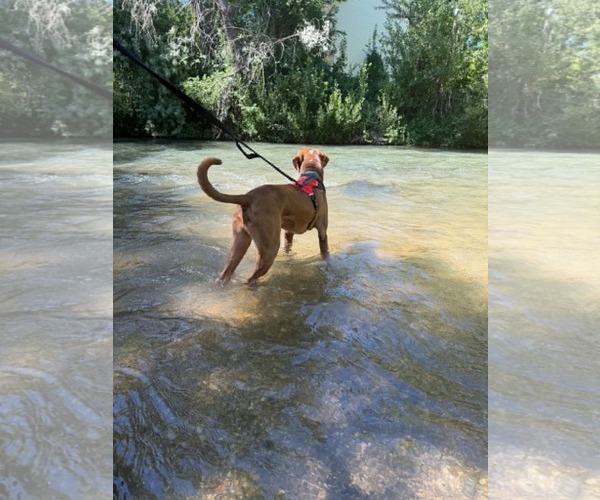 Medium Photo #5 Mutt Puppy For Sale in Sandy, UT, USA