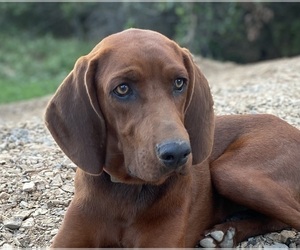 Mother of the Redbone Coonhound puppies born on 08/21/2023