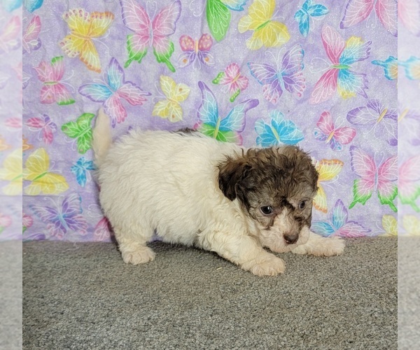 Medium Photo #4 Havanese Puppy For Sale in SHAWNEE, OK, USA