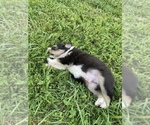 Small Photo #7 Australian Shepherd Puppy For Sale in MUNFORDVILLE, KY, USA