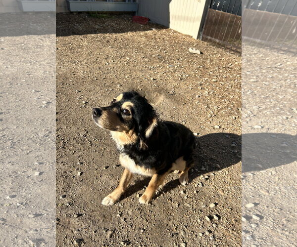 Medium Photo #3 Australian Shepherd-Unknown Mix Puppy For Sale in Corning, AR, USA