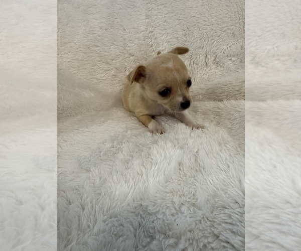 Medium Photo #4 Chihuahua Puppy For Sale in SHERMAN, TX, USA
