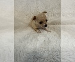 Small #3 Chihuahua