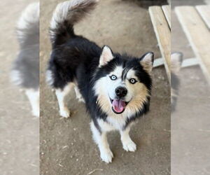 Siberian Husky Dogs for adoption in Riverside, CA, USA