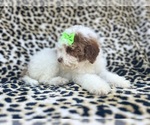 Small #6 Poodle (Miniature)