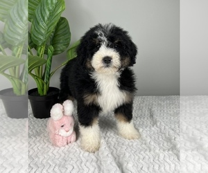 Bernedoodle (Miniature) Puppy for sale in FRANKLIN, IN, USA