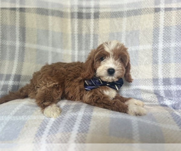 Medium Photo #4 Cavapoo Puppy For Sale in LAKELAND, FL, USA