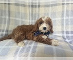 Small #3 Cavapoo