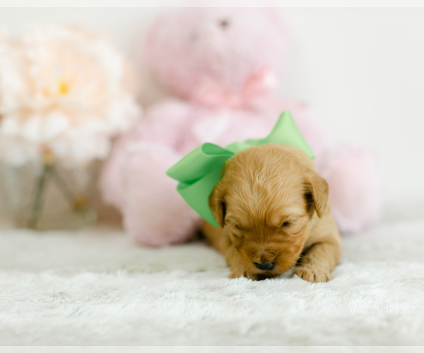 Medium Photo #3 Goldendoodle (Miniature) Puppy For Sale in LITTLE ROCK, AR, USA