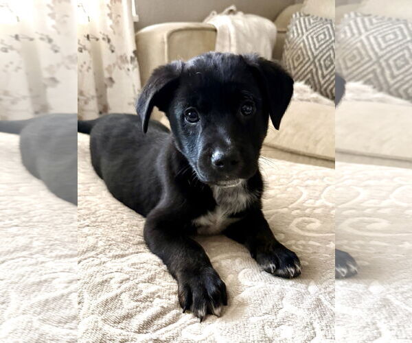 Medium Photo #1 Labrador Retriever-Unknown Mix Puppy For Sale in Fenton, MO, USA