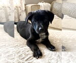 Small Labrador Retriever Mix