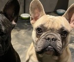 Small Photo #1 French Bulldog Puppy For Sale in BONNEY LAKE, WA, USA