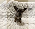 Small Photo #2 Miniature French Schnauzer Puppy For Sale in HOUSTON, TX, USA