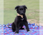Small #8 German Shepherd Dog Mix
