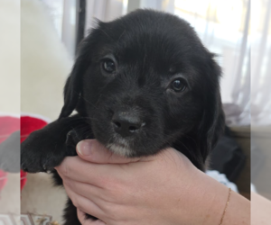 Mutt Dogs for adoption in Brooklyn, NY, USA