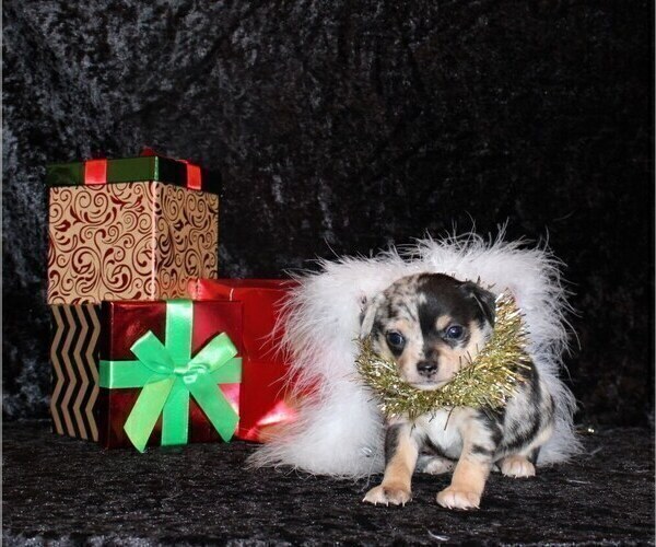 Medium Photo #42 Chihuahua Puppy For Sale in CHARLESTON, AR, USA