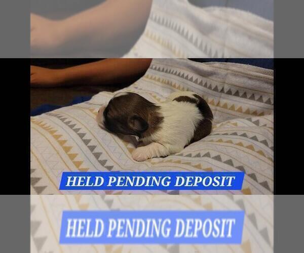 Medium Photo #10 Maltipoo Puppy For Sale in BROOKFIELD, MO, USA