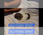 Small Photo #2 Maltipoo Puppy For Sale in BROOKFIELD, MO, USA