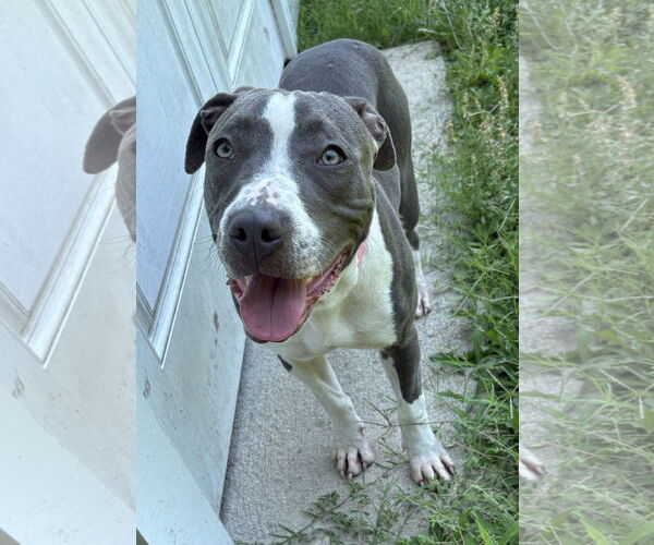 Medium Photo #4 American Pit Bull Terrier-Unknown Mix Puppy For Sale in Virginia Beach, VA, USA