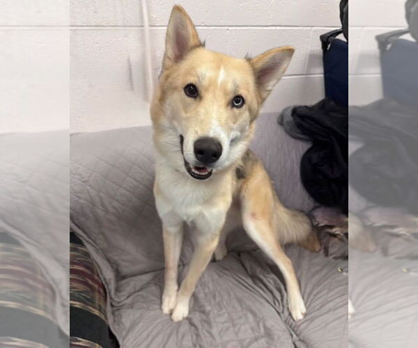 Medium Photo #3 Siberian Husky Puppy For Sale in Muskegon, MI, USA