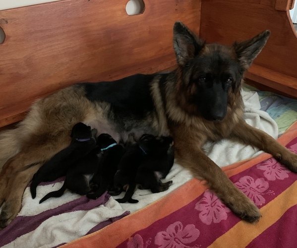 Medium Photo #4 German Shepherd Dog Puppy For Sale in CULPEPER, VA, USA