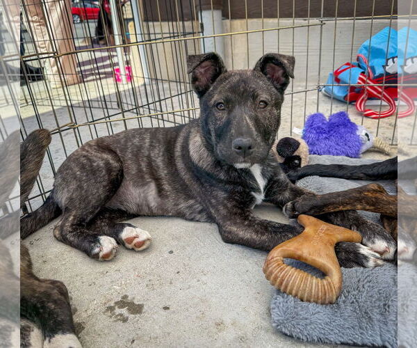 Medium Photo #9 Mutt Puppy For Sale in San Diego, CA, USA